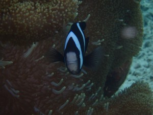 P7191083