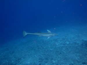P3210004