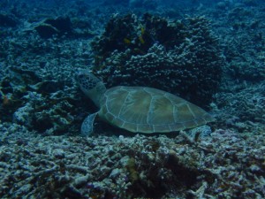 P4030013