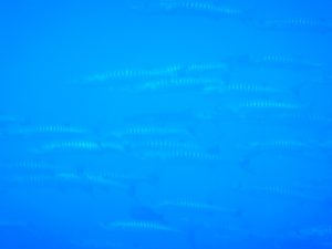 DSCN2181